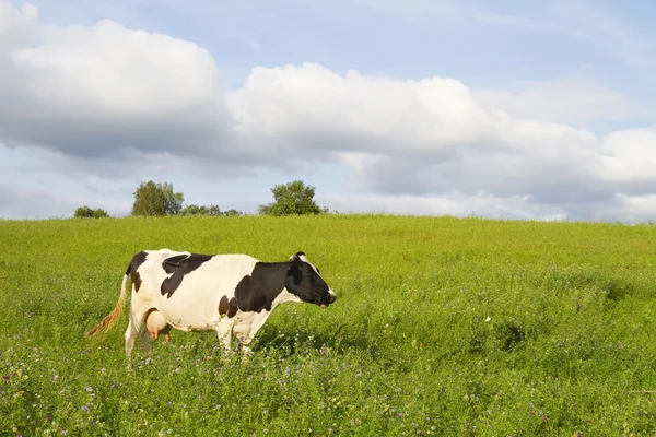 Çayır üzerinde inek — Stok fotoğraf