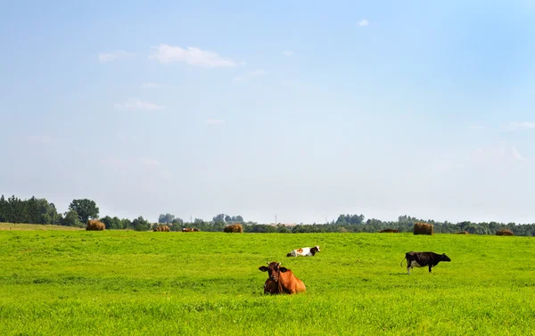 带奶牛的乡村风景 — 图库照片