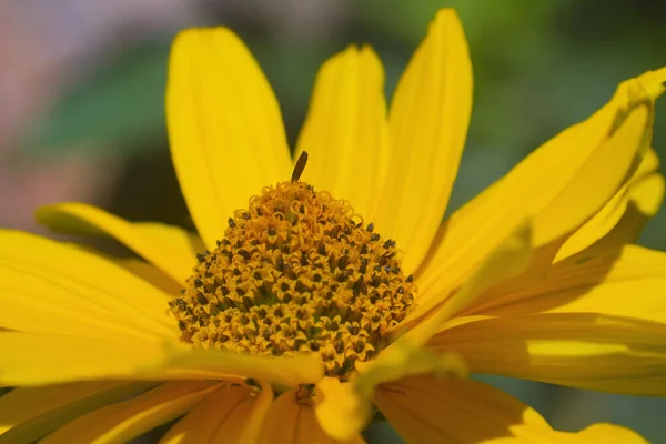 Macro fiore giallo — Foto Stock