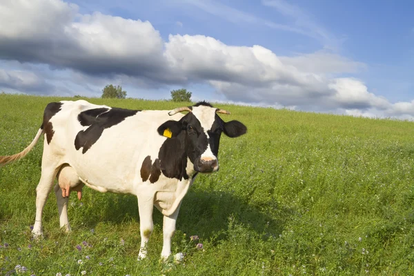 Cow on the meadow — Stock Photo, Image