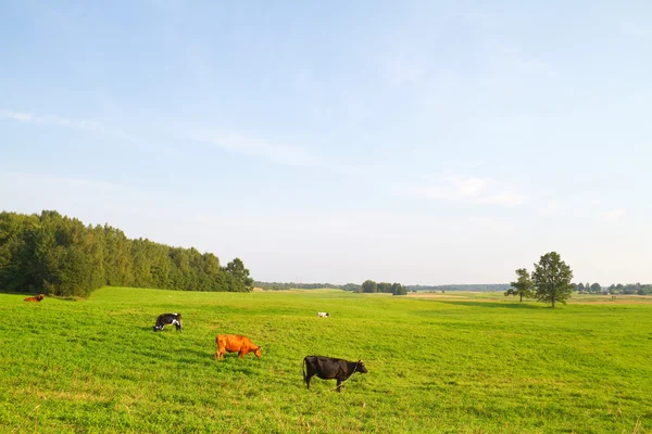 Krajobraz wiejski z krowami — Zdjęcie stockowe