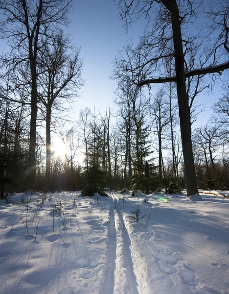 Winter forest, routes, zon — Stockfoto