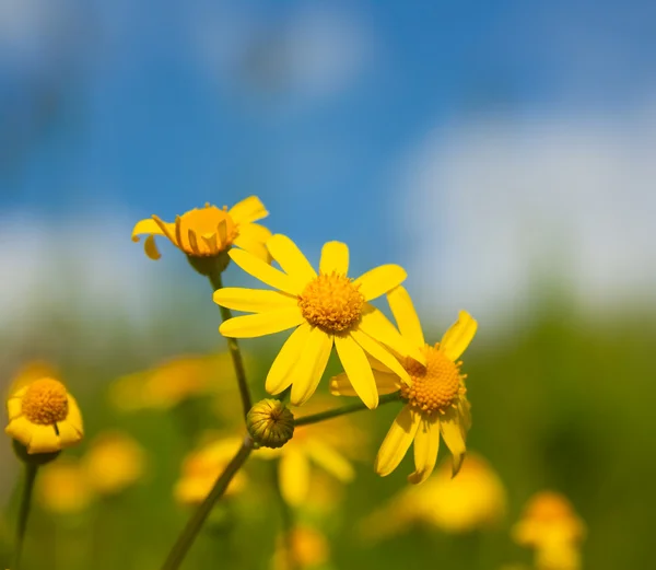 Yellow daisy, macro — Stock Photo, Image