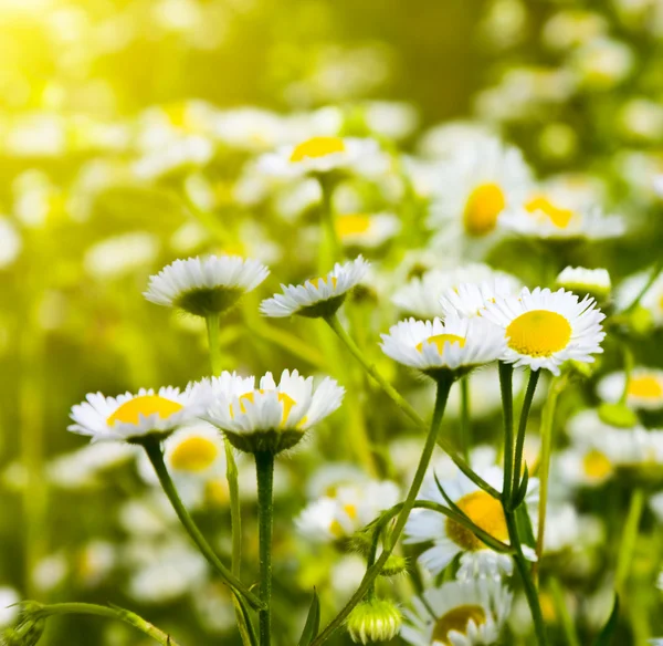 Daisies in a field — Stock Photo, Image