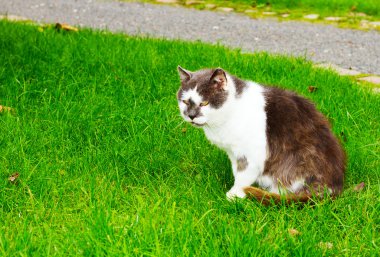 Yeşil çimenlikteki kedi