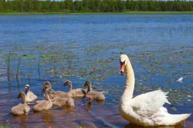 Swan and ugly ducklings clipart