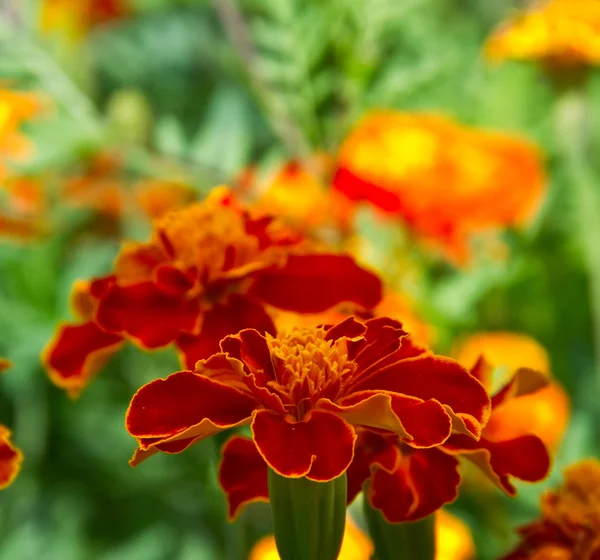 Kadife çiçeği — Stok fotoğraf