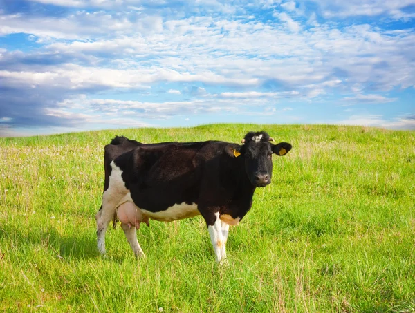 Чёрная корова на лугу — стоковое фото