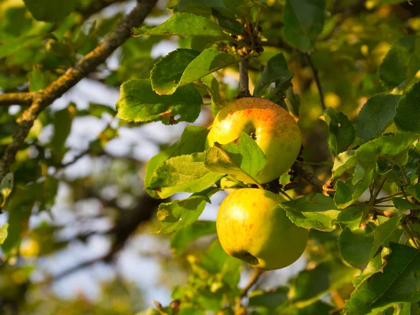 Спелое яблоко на ветке — стоковое фото