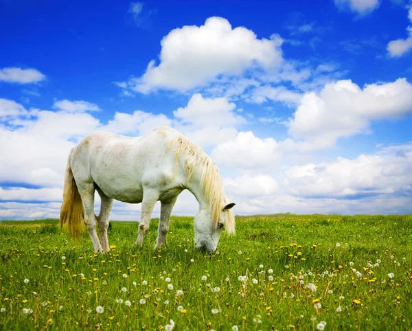 Bílý kůň na louce — Stock fotografie