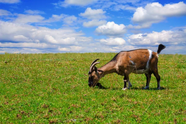 Chèvres sur la prairie — Photo