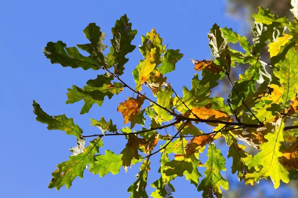 秋天橡木叶 — 图库照片