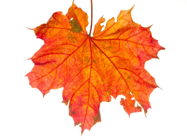 Autumn leaf isolated — Stock Photo, Image