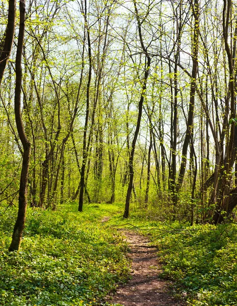 春の森のトレイル — ストック写真
