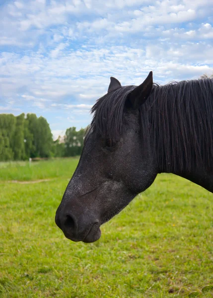 Egy ló portréja — Stock Fotó