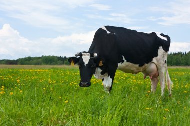 Cow in the meadow clipart