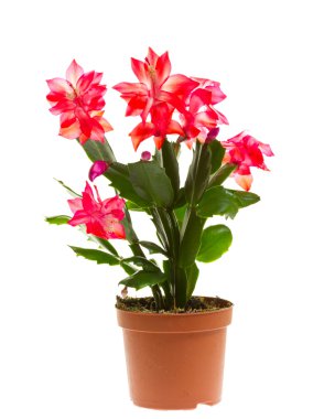 Schlumbergera, isolated clipart