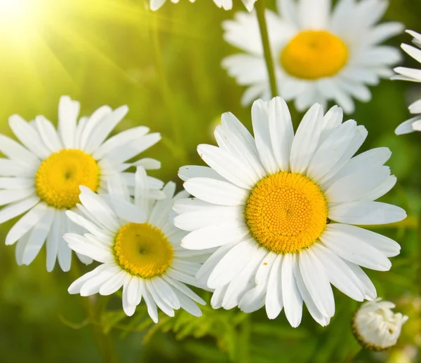 Daisies in a field, macro — Stock Photo, Image