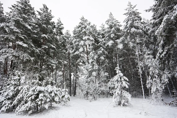 Zimowy krajobraz, Las — Zdjęcie stockowe