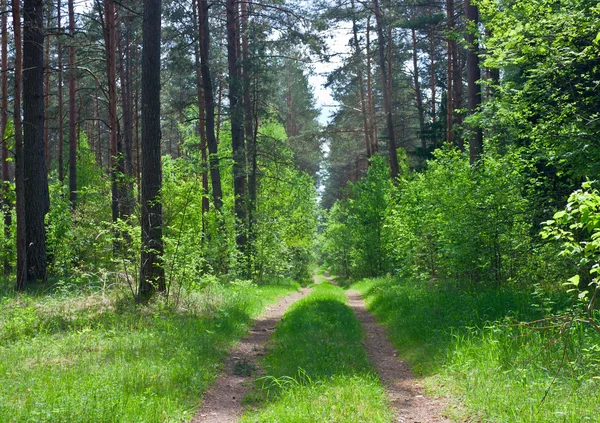 Weg in het bos — Stockfoto