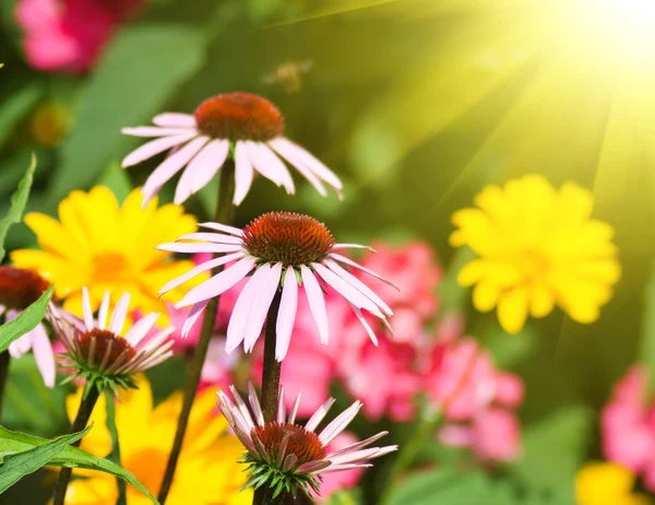 정원에 있는 꽃들 — 스톡 사진