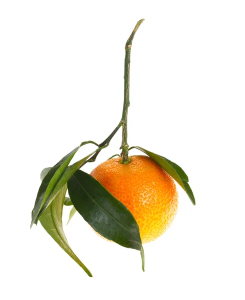 Мандарин оранжевый с листьями, изолированные — стоковое фото