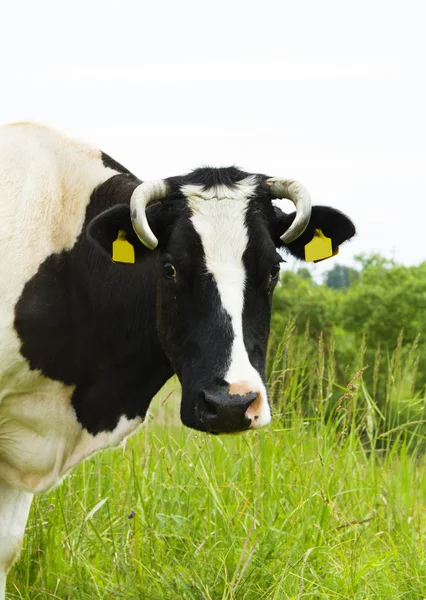 Cow in the meadow, portraite — Stock Photo, Image