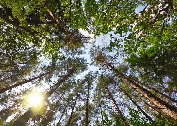 Summer forest, view from below — Stock Photo, Image