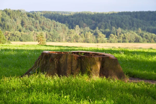 Пень в траве — стоковое фото