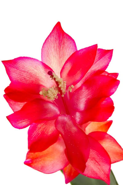 Flower of schlumbergera, isolated — Stock Photo, Image