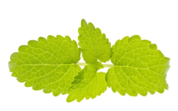 stock image Lemon balm leaves, melissa, isolated