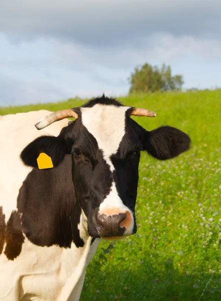 Mucca nel prato, ritratto — Foto Stock