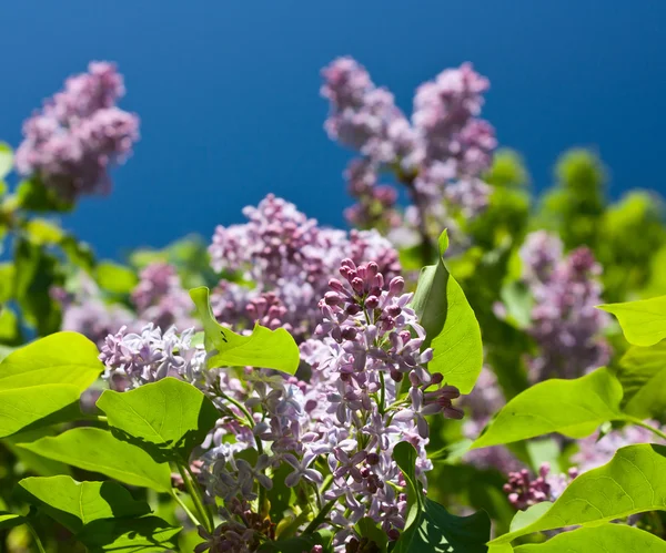Lilac on a background of blue skies — Stock Photo, Image