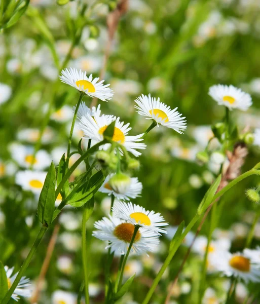 Daisies in a field, macro — Stock Photo, Image