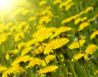 Dandelion field clipart