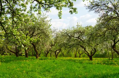 Blossoming orchard clipart