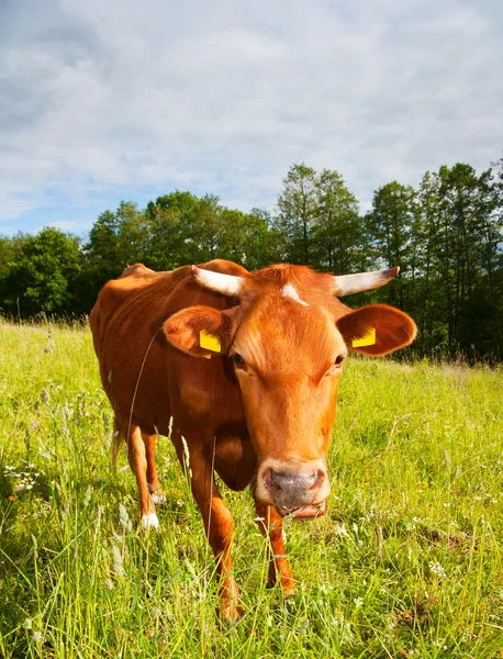 Vache Dans Prairie — Photo