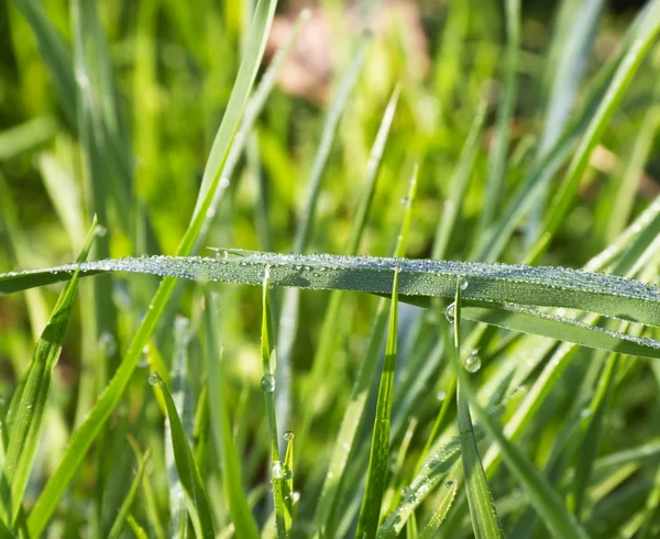 Tau auf dem grünen Gras — Stockfoto