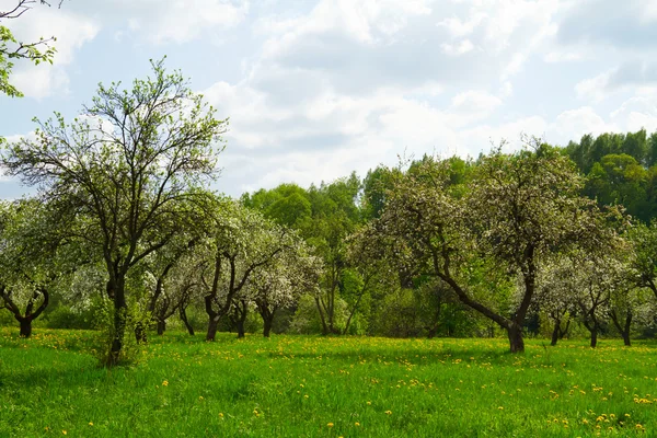 Blommande Orchard — Stockfoto