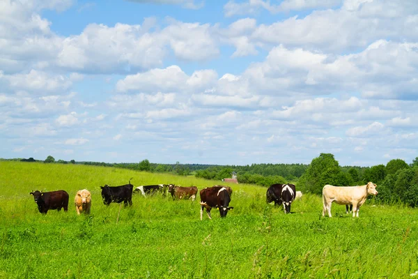 Venkovská krajina s krávami — Stock fotografie
