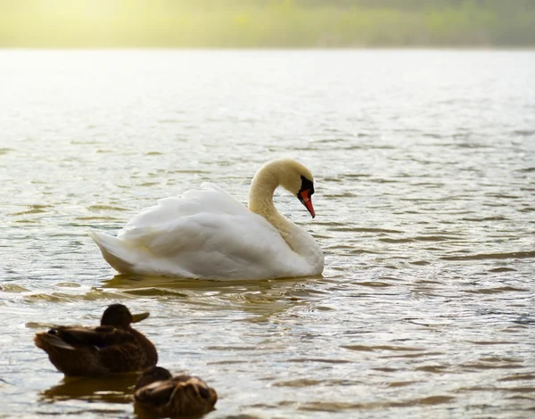 Cisne Lago — Foto de Stock