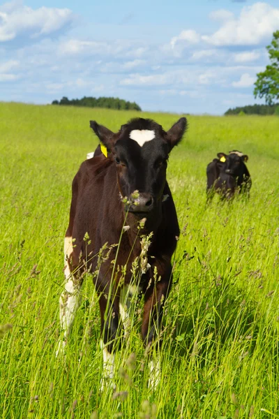 小牛在草地上 — 图库照片