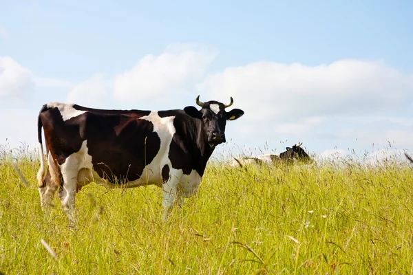 Black Cow Meadow — Stock Photo, Image