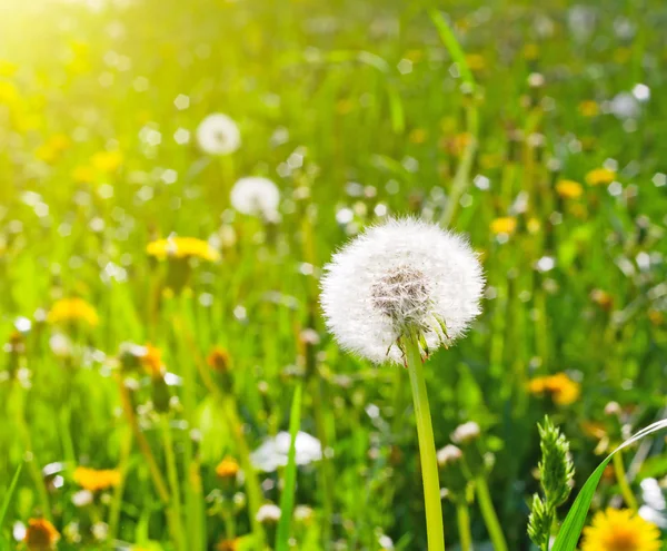 Blowballs Meadow — Stock Photo, Image