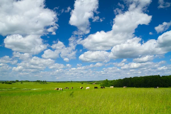 Paisaje rural con vacas —  Fotos de Stock