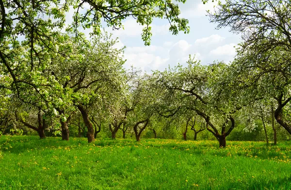 Virágzó Orchard — Stock Fotó