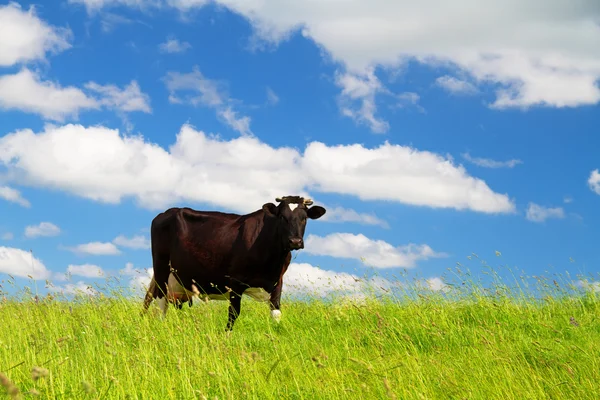 Kuh Auf Der Weide — Stockfoto
