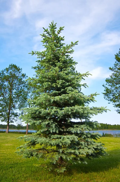 Blue Spruce — Stock Photo, Image