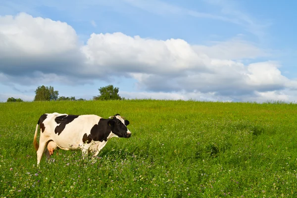 Vaca Prado Primavera — Foto de Stock