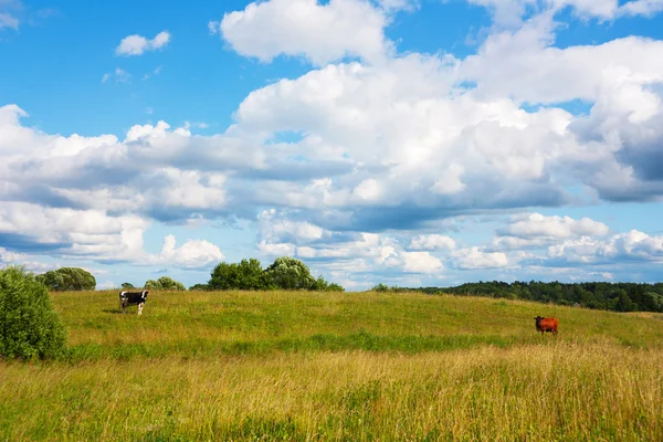 Cows in the meadow, summer landscape — Stock Photo, Image